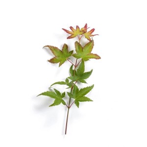Zweig des Acer Palmatum Herhaim (Japanischer Ahorn) mit grünen Blättern und roten Spitzen.