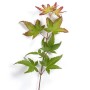 Zweig des Acer Palmatum Herhaim (Japanischer Ahorn) mit grünen Blättern und roten Spitzen.