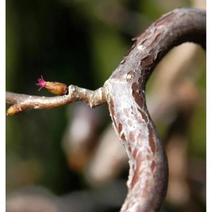 Nahaufnahme eines Haselnussstrauchs (Corylus avellana 'Medusa') mit Blütenknospen.