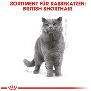 Royal Canin British Shorthair Katzenfutter, Trockenfutter für Britisch Kurzhaar Katzen.
