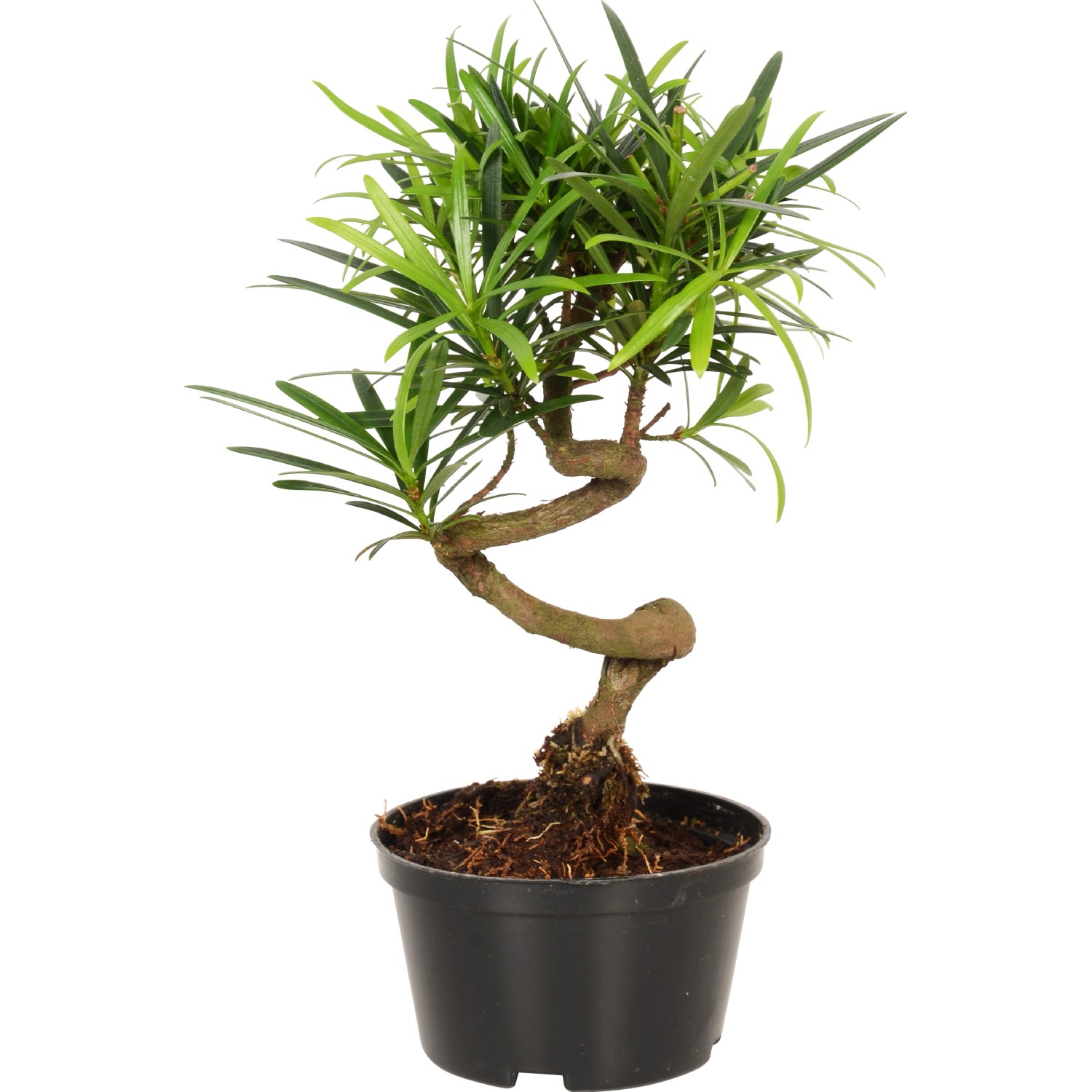 Bonsai Baum verschiedene Sorten  10 cm kaufen bei OBI
