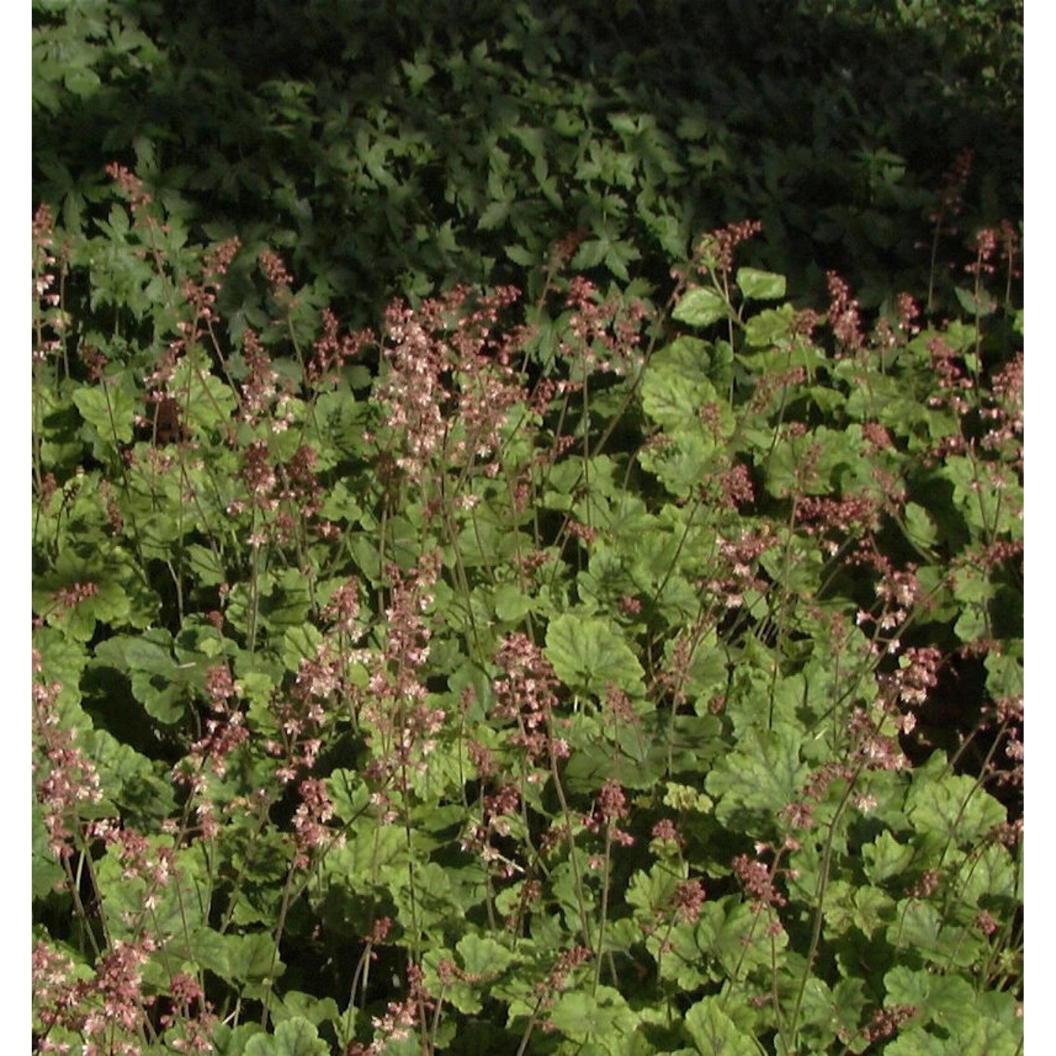 Teppich Purpurglöckchen - Heucherella tiarelloides günstig online kaufen