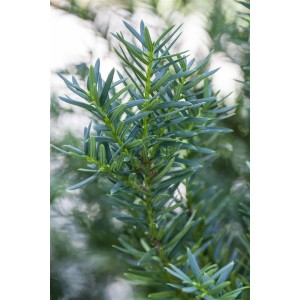 Detailaufnahme der Taxus cuspidata 'Lescow' Heckenpflanze mit grünen Nadeln.