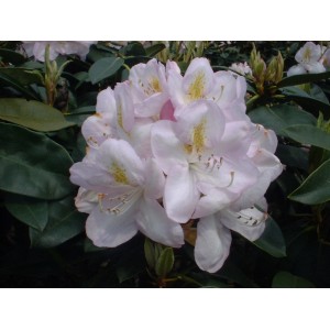 Blühender Rhododendron Gomer Waterer mit weißen Blüten und grünen Blättern.
