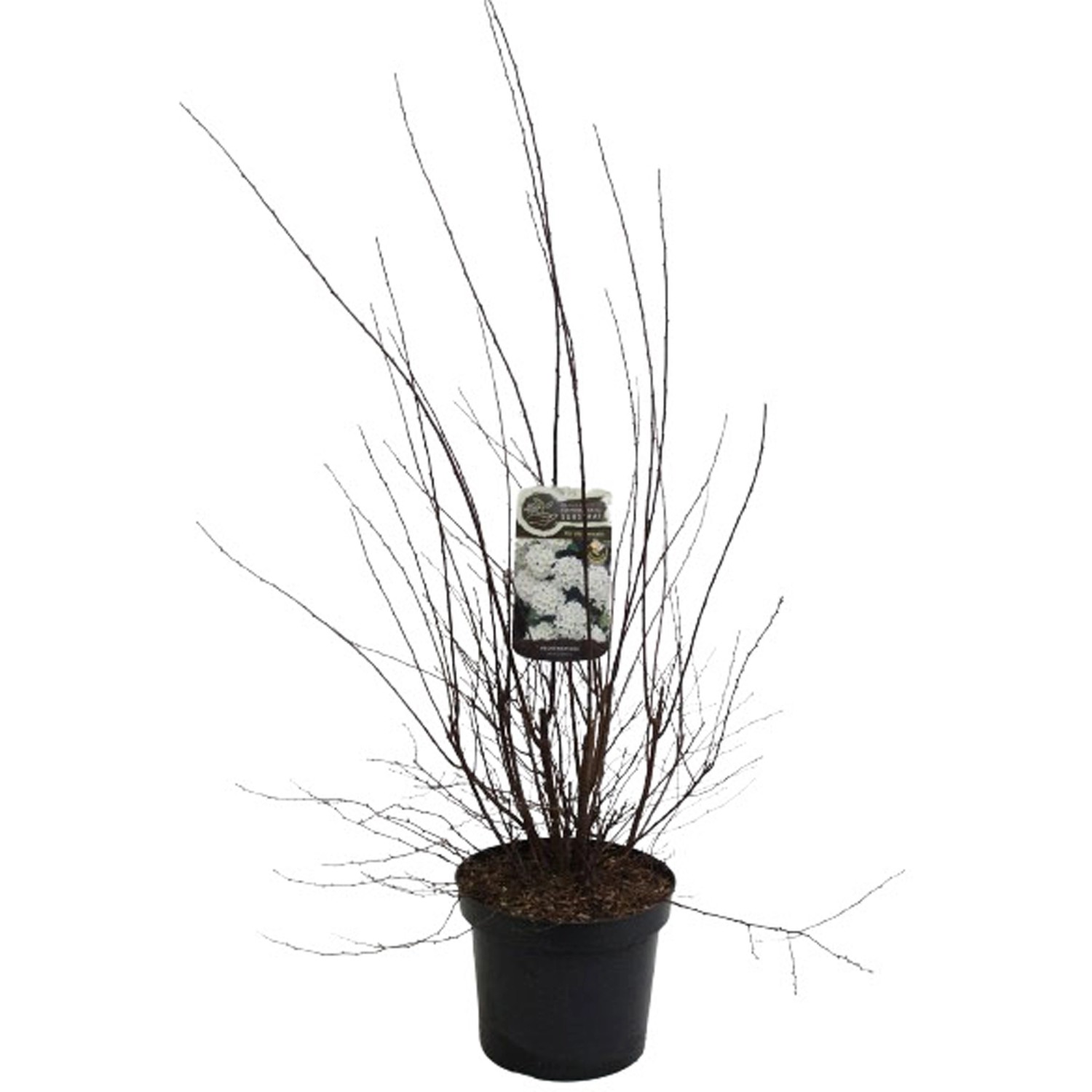 GROW by OBI Prachtspiere Weiß Höhe ca. 80 - 100 cm Topf ca. 3,5 l Spiraea günstig online kaufen