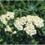 Zwerg Schafgarbe Achillea kellereri mit dichten weißen Blüten und gelber Mitte, umgeben von grünem Laub.