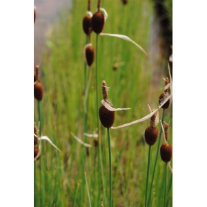 Zwergrohrkolben (Typha Minima) mit braunen Kolben und grünen Blättern im 9x9 cm Topf.