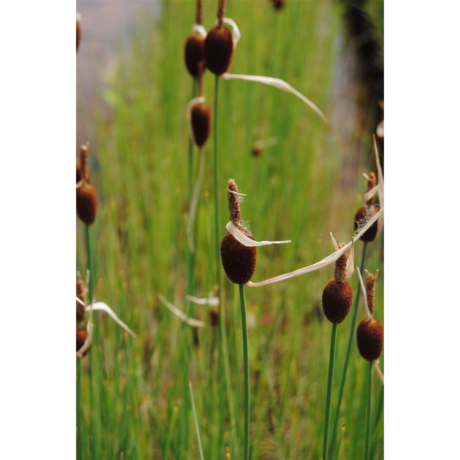 Typha Minima Zwergrohrkolben Ca. 9x9 cm Topf günstig online kaufen
