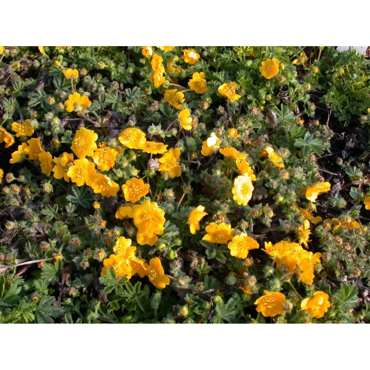 Potentilla Neumanniana Fingerkraut Gelb Ca. 9x9 cm Topf günstig online kaufen