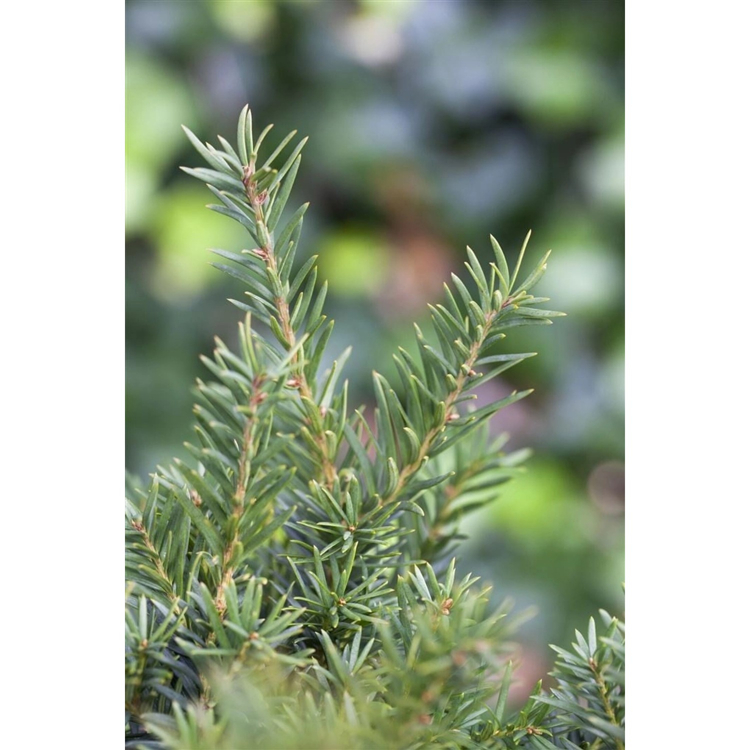 Taxus media 'Kazio' 80-90 cm günstig online kaufen