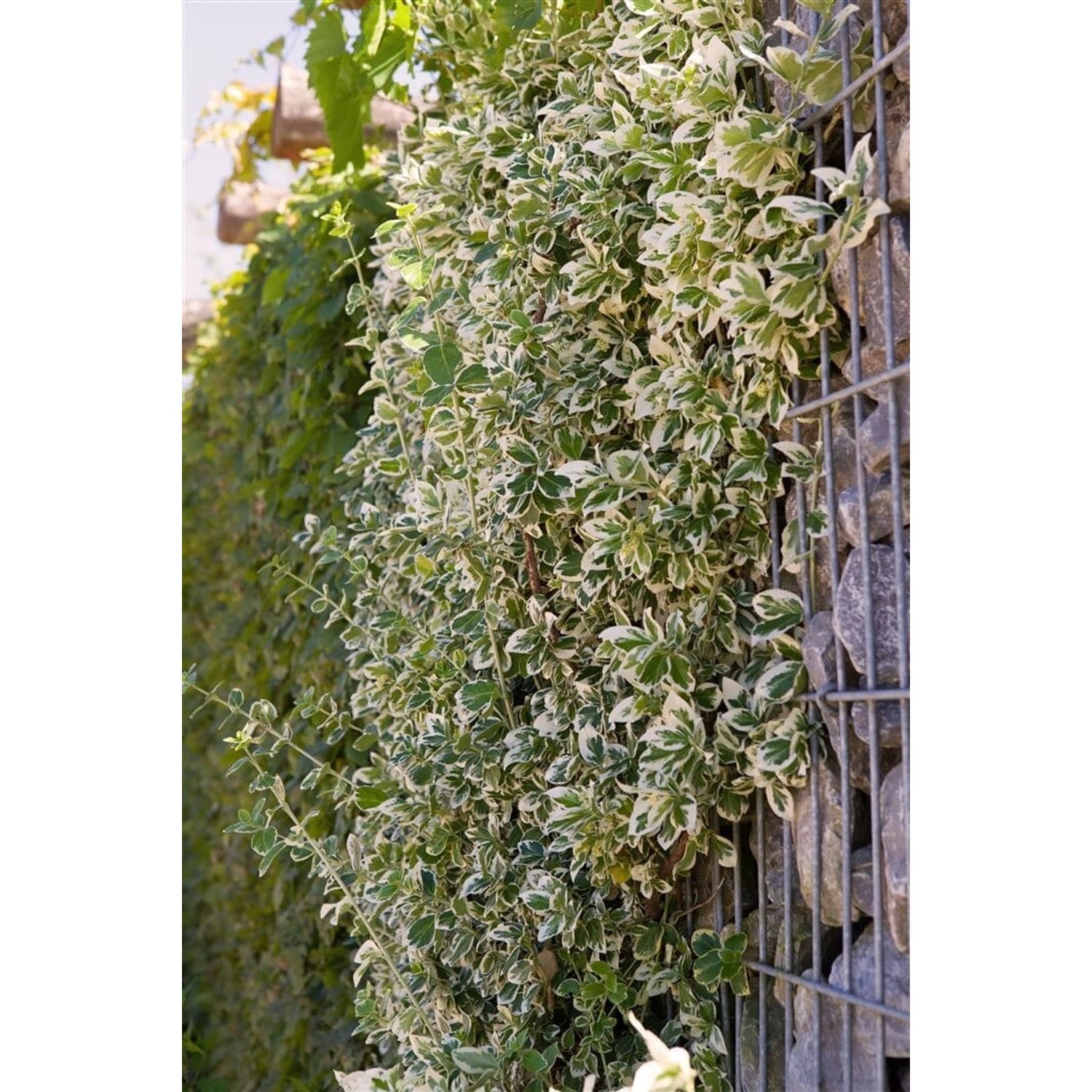 Euonymus Fortunei Emerald Gaiety Spindelstrauch Grün-Weiß 80 cm Stammhöhe günstig online kaufen