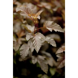 Nahaufnahme der rotlaubigen Blasenspiere 'Lady In Red', ein dekorativer Strauch für den Garten.