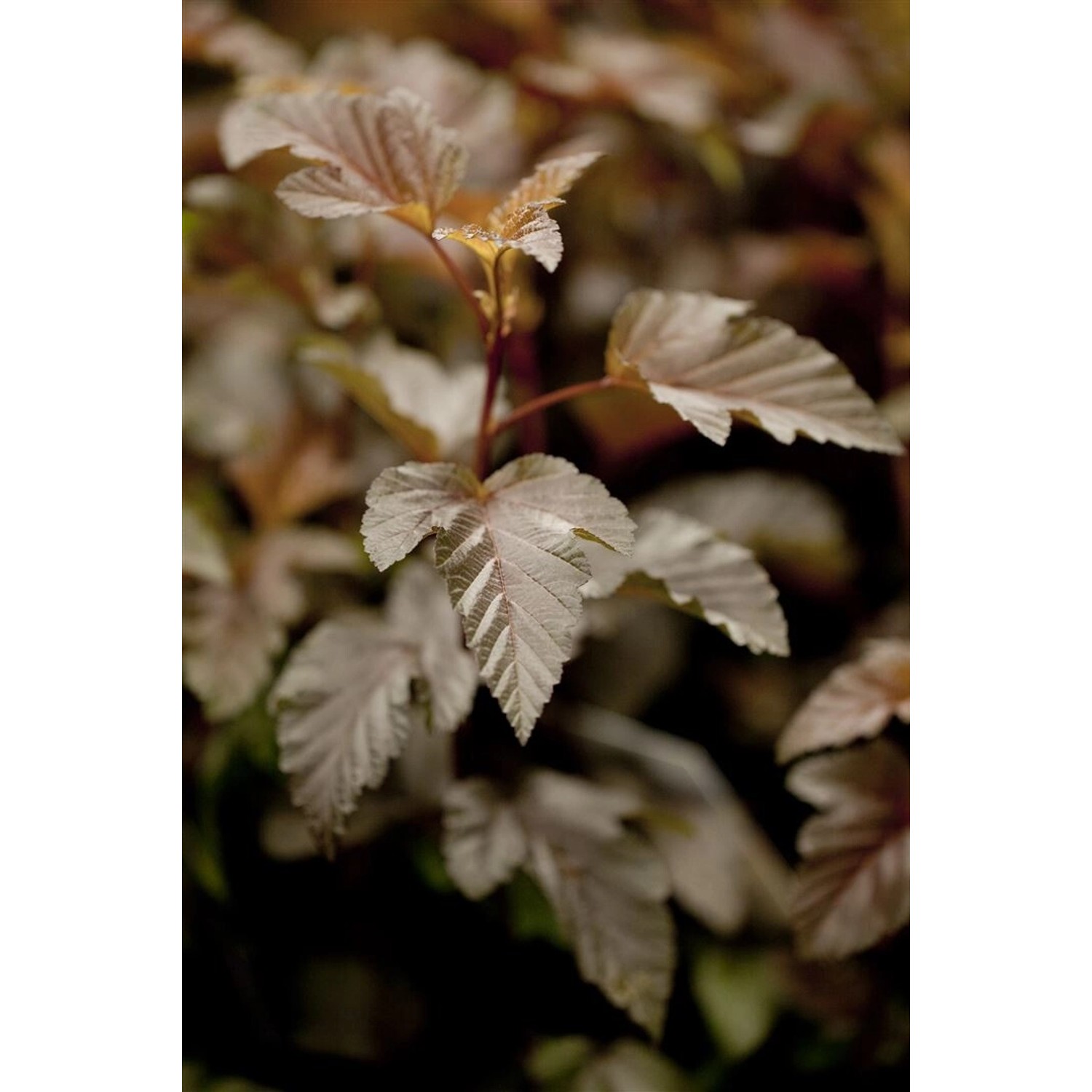 Physocarpus Opulifolius Lady In Red Blasenspiere Rotlaubig 80–100 cm günstig online kaufen
