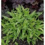 Segge Silver Sceptre - Carex morrowii
