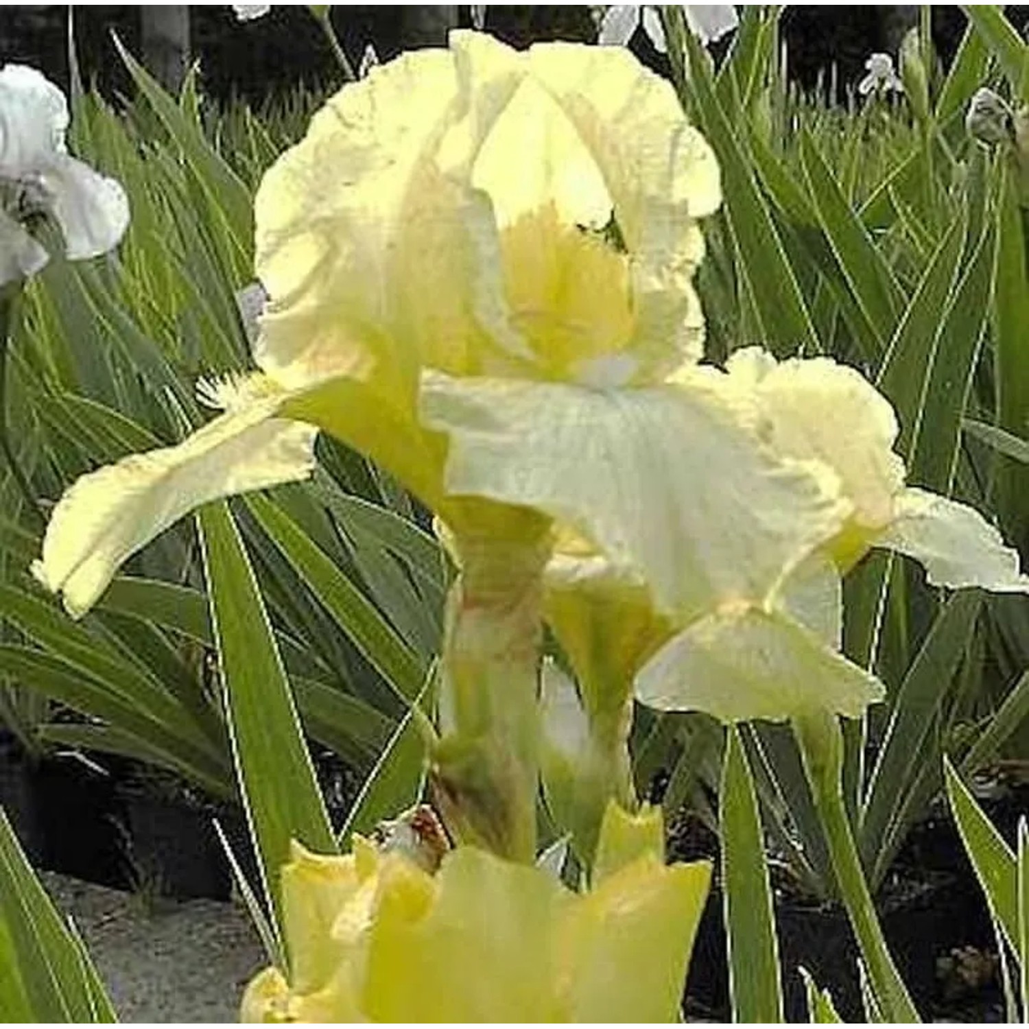 Mittelhohe Schwertlilie Maui Moonlight - Iris barbata