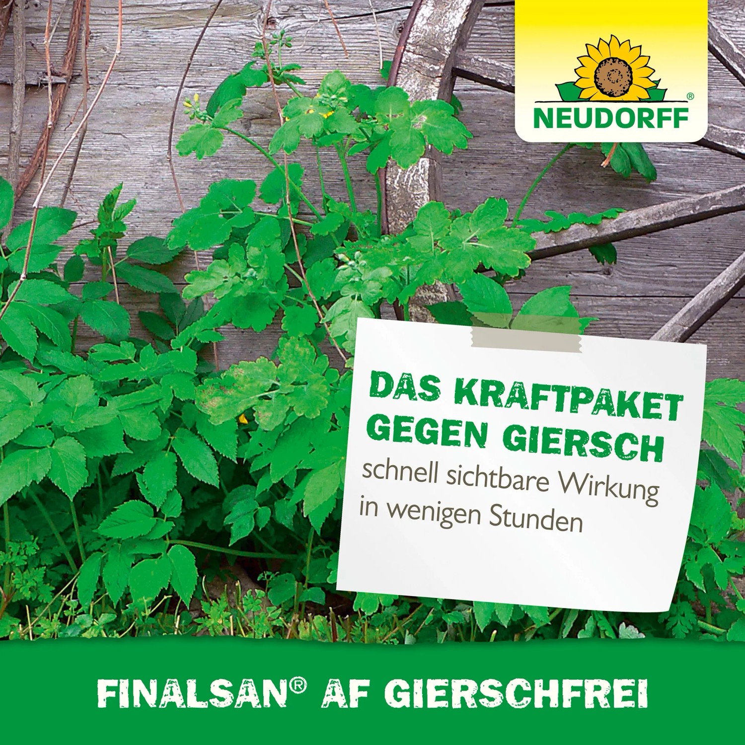 Neudorff Finalsan AF Giersch-Frei Unkrautvernichter im Beet mit Giersch vor Holzwand.
