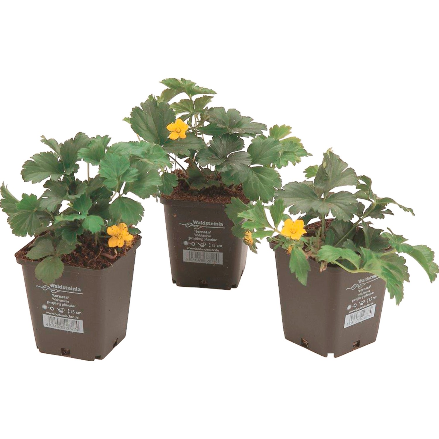 Drei Töpfe Teppich-Golderdbeere (Waldsteinia ternata) mit gelben Blüten, Bodendecker.