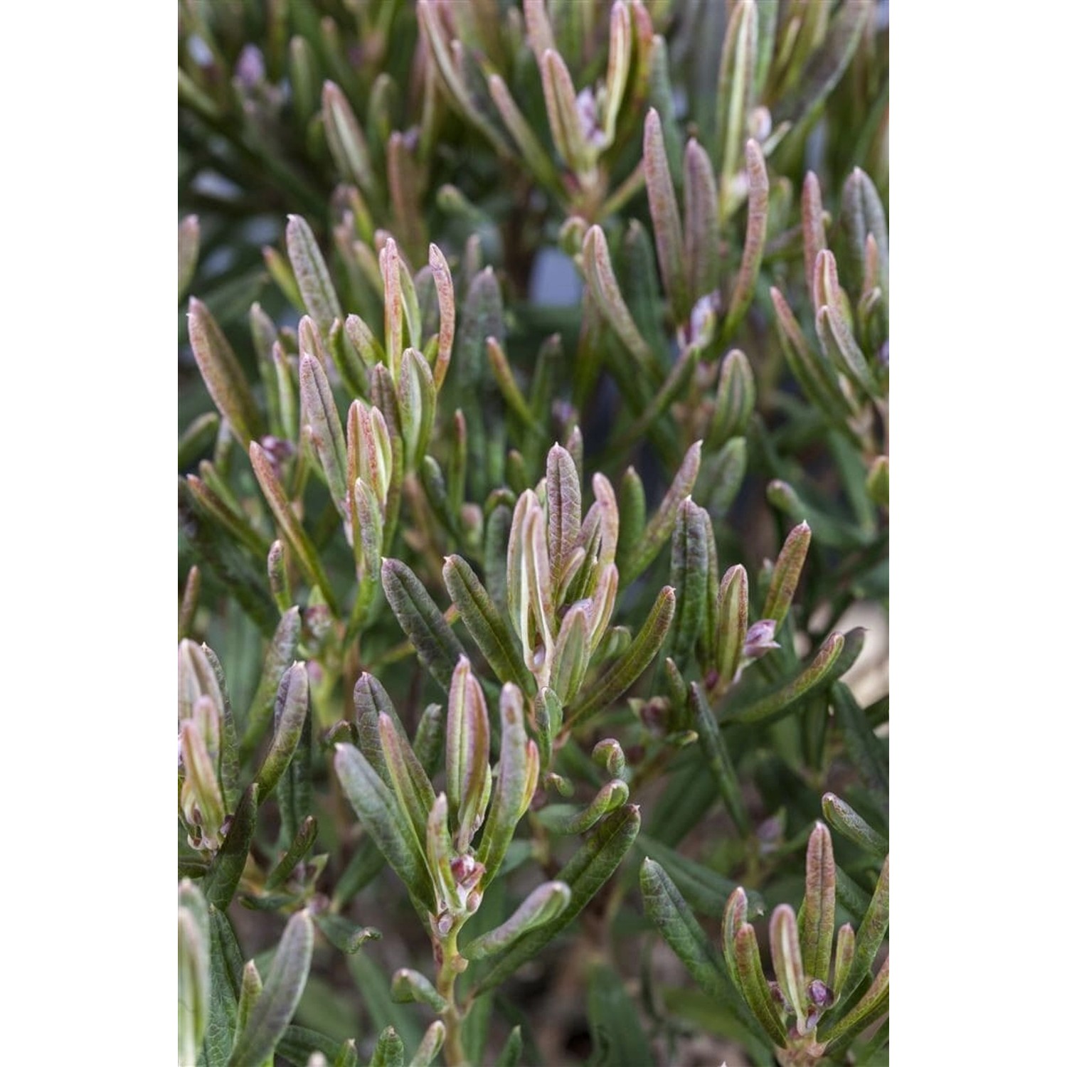 Andromeda Polifolia Compacta Lavendelheide Kompakt 15–20 cm günstig online kaufen