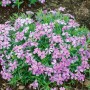 Rosa Teppichphlox 'Benita' im 9x9 cm Topf. Bodendecker mit zarten Blüten.