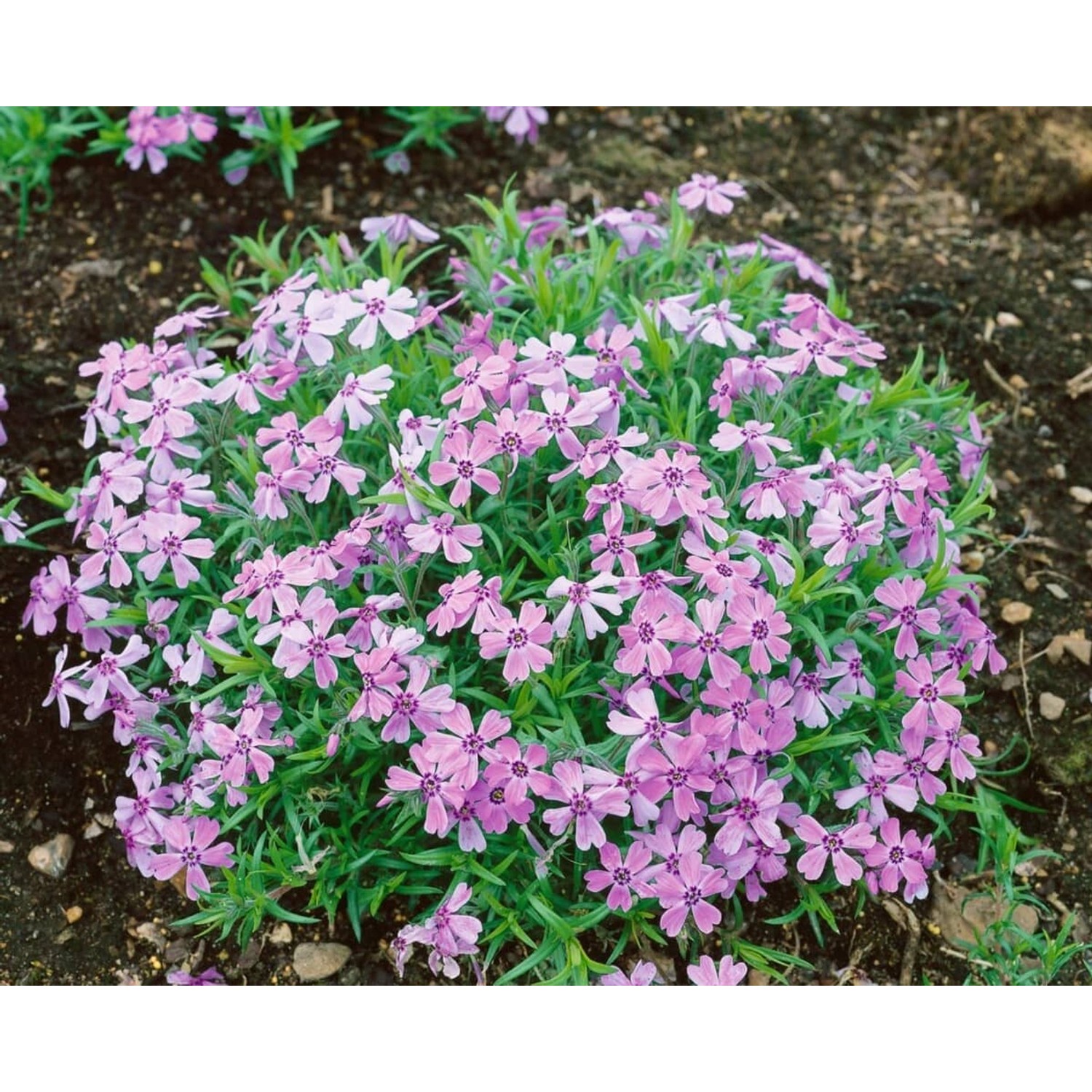 Phlox Subulata Benita Teppichphlox Rosa Ca. 9x9 cm Topf günstig online kaufen