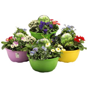 Bunte Meisterschale mit Frühlingsblühern in Schalen (Ø 23cm) in Lila, Grün, Gelb und Hellgrün.