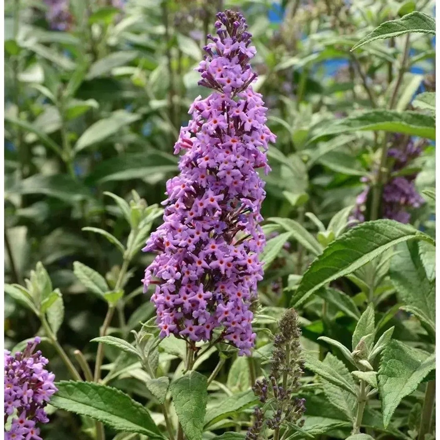 Zwerg Hänge Sommerflieder Little Lila 25-30cm - Buddleja