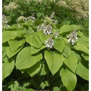 Grüne Berg Funkie Green Acres (Hosta montana) mit weißen Blüten im Garten.