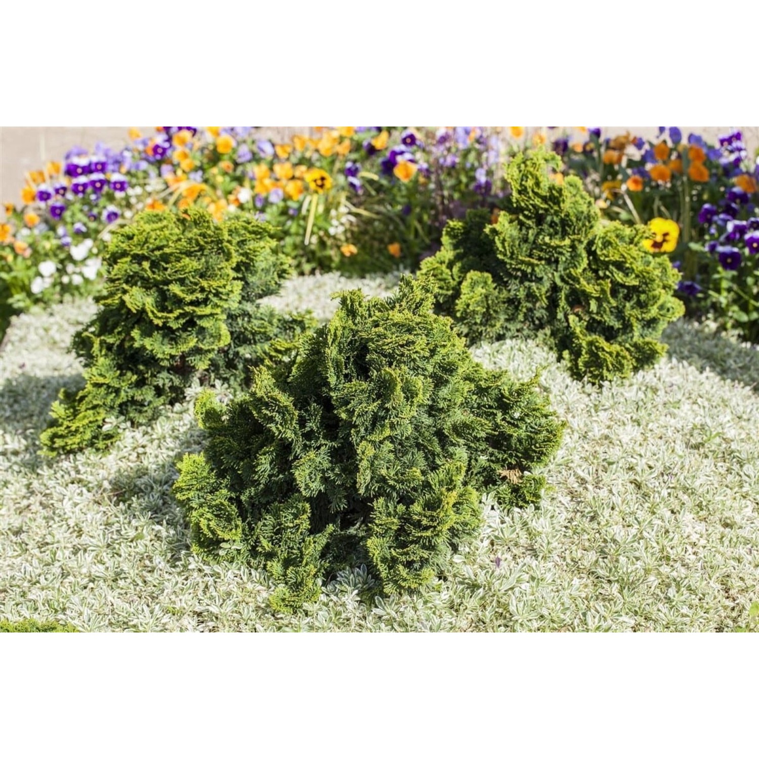 Chamaecyparis Obtusa Nana Gracilis Hinoki-Scheinzypresse 20–25 cm günstig online kaufen