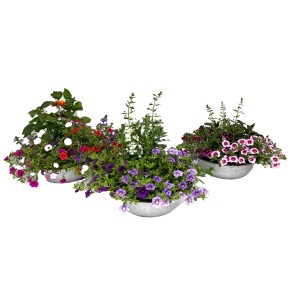 Sommerliches Pflanzenarrangement im Zink-Gefäß, verschiedene bunte Blumen in Schalen für den Außenbereich.