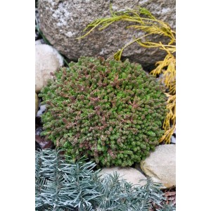 Milder Mauerpfeffer (Sedum sexangulare) im 9x9 cm Topf, buschiger Bodendecker für Steingärten.
