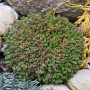 Milder Mauerpfeffer (Sedum sexangulare) im 9x9 cm Topf, buschiger Bodendecker für Steingärten.