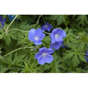 Blauer Wiesen-Storchschnabel 'Orion' im 9x9 cm Topf. Staude mit filigranen Blättern und markanten Blüten.
