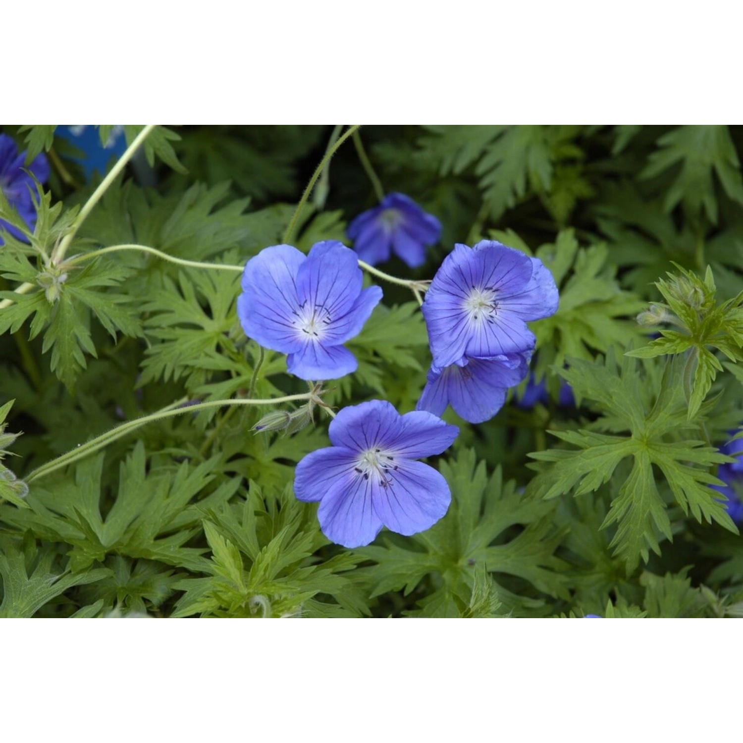 Geranium Pratense Orion Wiesen Storchschnabel Ca. 9x9 cm Topf günstig online kaufen