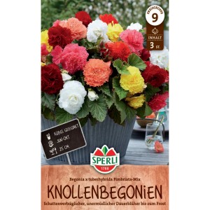 Sperli Begonien Fimbriata Mix mit roten, gelben, orangen und weißen Blüten im Topf.