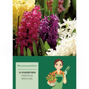 Hyazinthen-Mischung mit 12 Zwiebeln in verschiedenen Farben für den Garten oder Balkon.