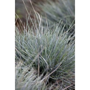 Detailaufnahme des Blauschwingel 'Azurit' (Festuca Cinerea) im 9x9 cm Topf.