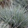 Detailaufnahme des Blauschwingel 'Azurit' (Festuca Cinerea) im 9x9 cm Topf.