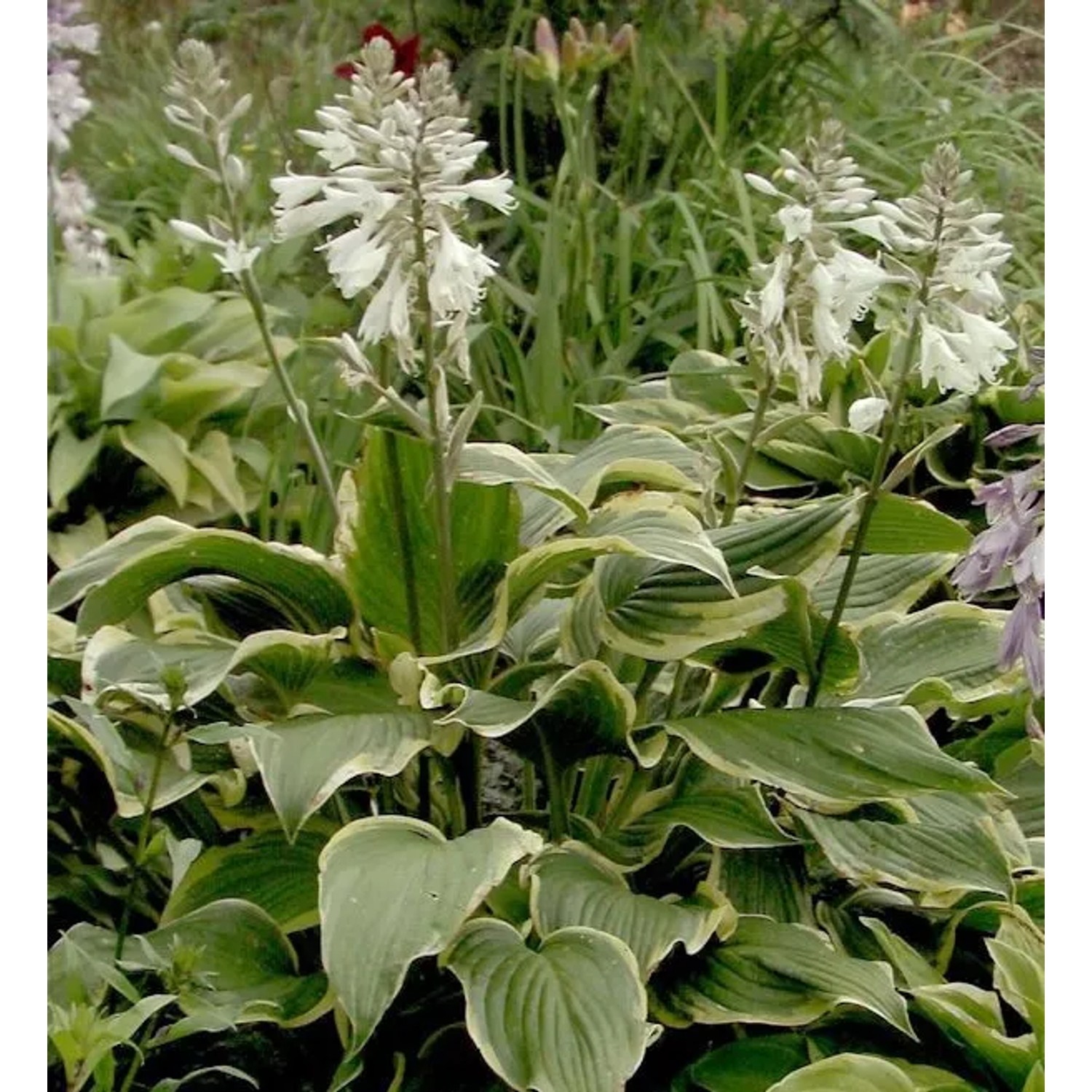 Funkie Yellow River - Hosta Hybrid