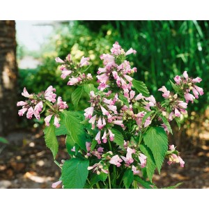 Japanische Katzenminze 'Sweet Dreams' im 9x9 cm Topf mit rosa Blüten und grünen Blättern.