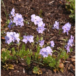 Blühender Wilder Phlox Blue Ridge, eine blaue Staude im Garten.