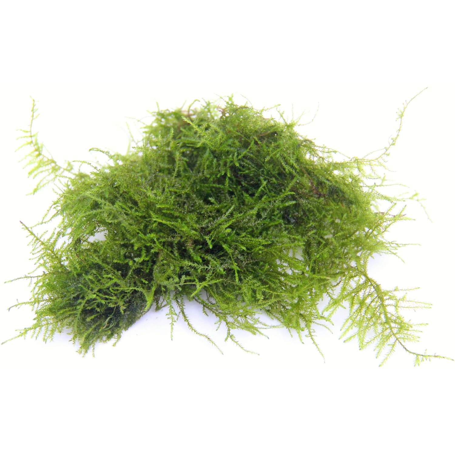 Dennerle Plants Triangelmoos Vesicularia spec. Triangelmoos