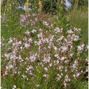 Prachtkerze 'Cherry Brandy': Zarte, rosa-weiße Blüten der Gaura lindheimeri im Gartenbeet.