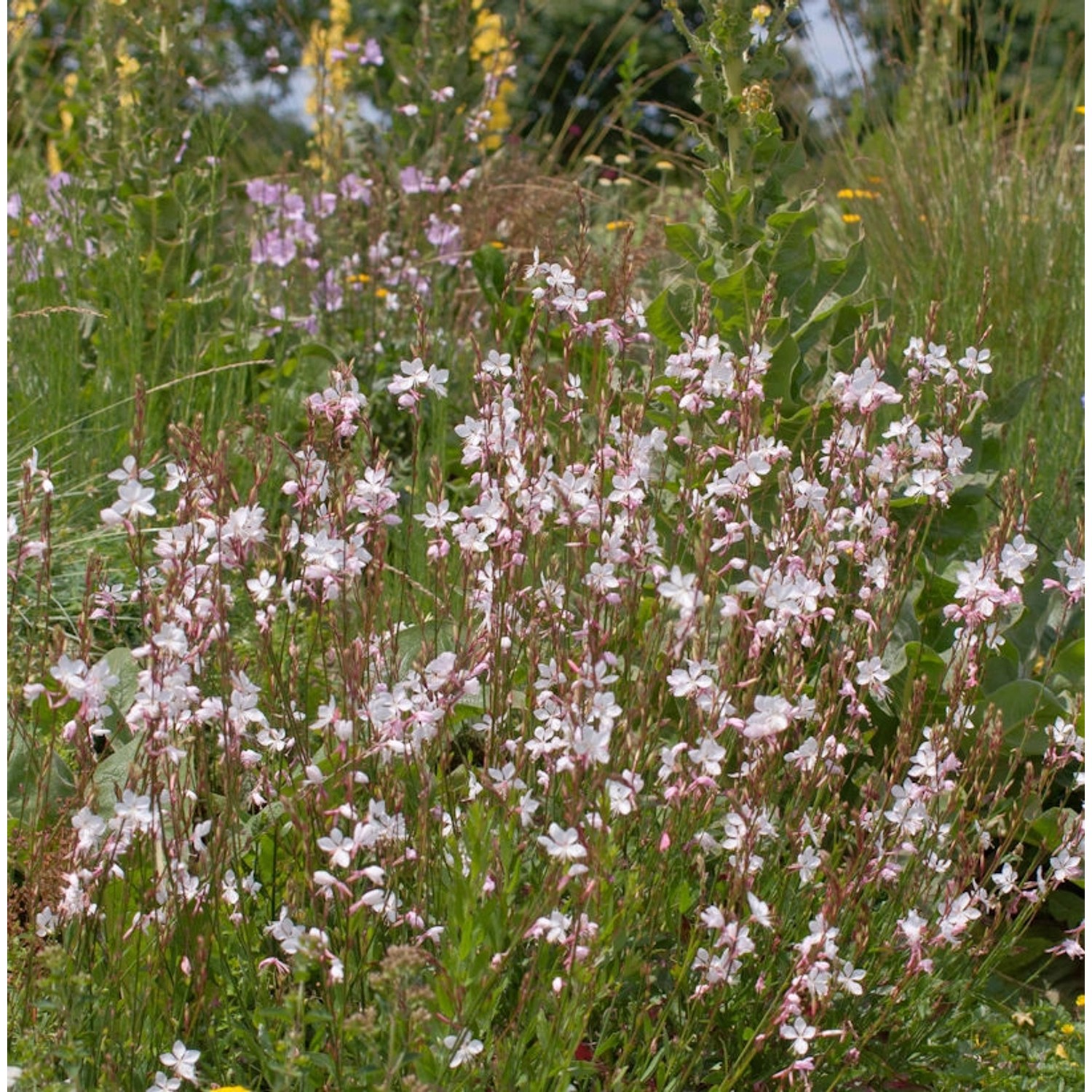 Prachtkerze Cherry Brandy - Gaura lindheimeri günstig online kaufen