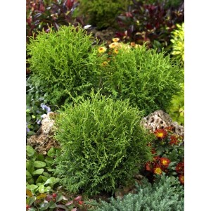 Kompakte, grüne Thuja 'Tiny Tim' (15-20 cm) im Gartenbeet, ideal als Heckenpflanze oder Kübelpflanze.