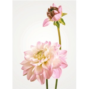 Komar Wandbild: Zarte, rosa Dahlie mit Knospe vor hellem Hintergrund.