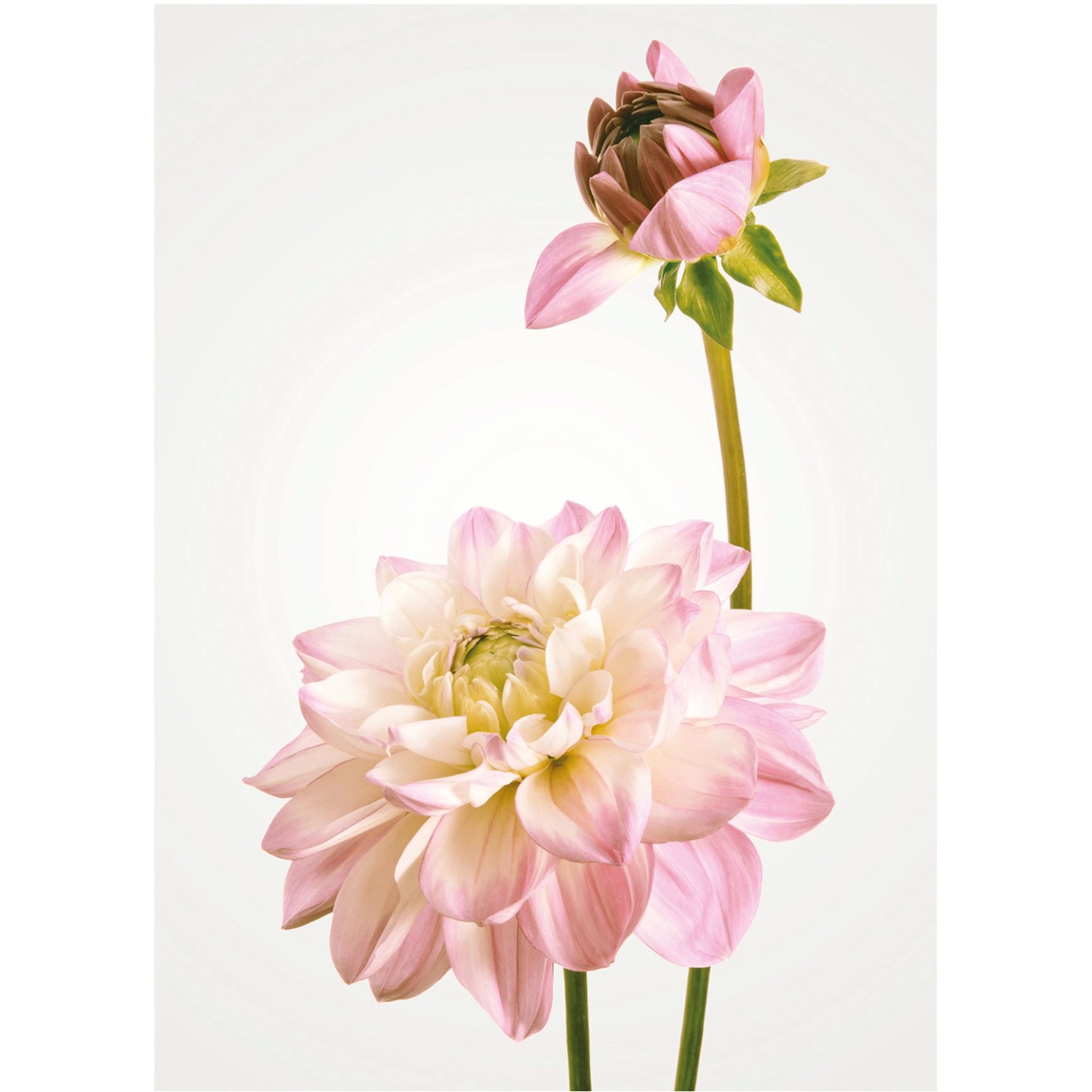 Komar Wandbild Dahlia 30 x 40 cm günstig online kaufen