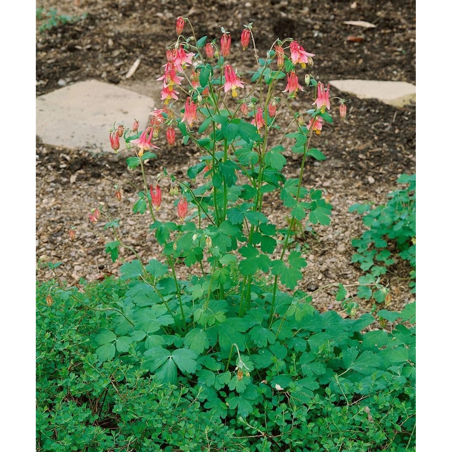 Aquilegia Canadensis Wildakelei Ca. 9x9 cm Topf günstig online kaufen