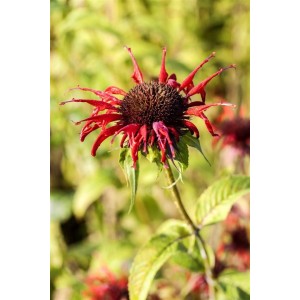 Nahaufnahme der roten Blüte der Monarda Didyma Squaw Indianernessel im Topf.