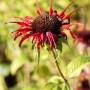 Nahaufnahme der roten Blüte der Monarda Didyma Squaw Indianernessel im Topf.