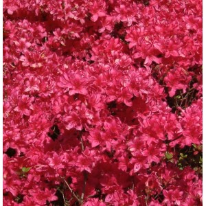 Üppige Japanische Azalee 'Majas Rubin' mit leuchtend roten Blüten.